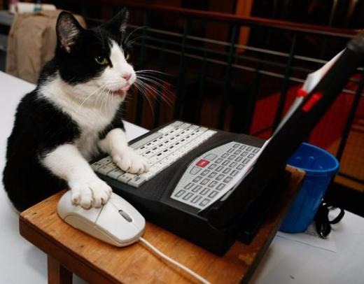 gallery/cat-operating-funny-comuter